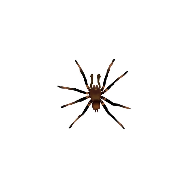 Realistiska Tarantula Element. Vektorillustration av realistiska Arachnid isolerade på ren bakgrund. Kan användas som Arachnid, Tarantula och Spider symboler. — Stock vektor