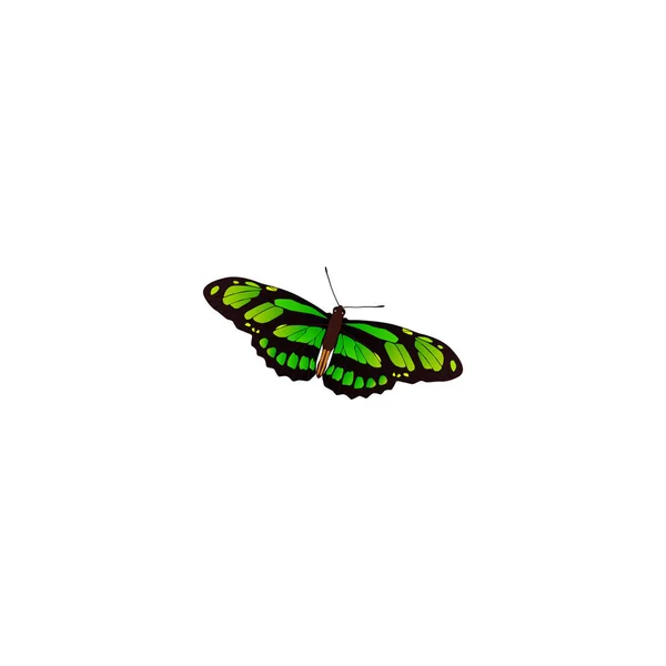 現実的なアゲハチョウの要素。きれいな背景に分離された現実的な緑孔雀のベクター イラストです。ことができます蝶グリーンとして使用してシンボルを飛ぶ. — ストックベクタ