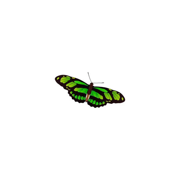 Elemento Birdwing realista. Ilustração vetorial de pavão verde realista isolado em fundo limpo. Pode ser usado como símbolos verdes, da borboleta e da mosca . —  Vetores de Stock