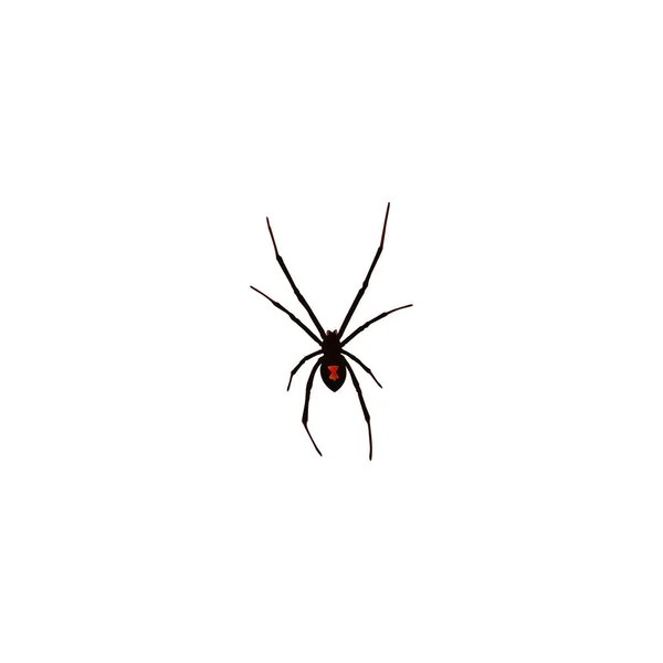 Elemento araña realista. Ilustración vectorial del hilandero realista aislado sobre fondo limpio. Puede ser utilizado como araña, spinner y arácnidos símbolos . — Vector de stock