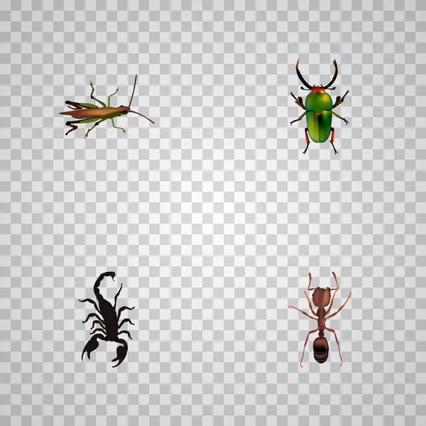 Realistische Gift, Insekten, Heuschrecken und andere Vektorelemente. Set von insektenrealistischen Symbolen enthält auch Heuschrecken, Skorpione, Käferobjekte. — Stockvektor