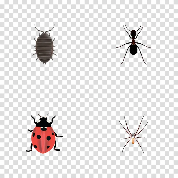 Araignée réaliste, coccinelle, fourmi et autres éléments vectoriels. Ensemble de symboles réalistes animaux comprend également fourmi, insecte, objets fileurs . — Image vectorielle