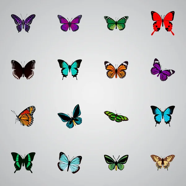 Realistické Beauty Fly, měď, fialové Monarch a další prvky vektoru. Sada krásných realistické symbolů zahrnuje také Butterfly, Hypolimnas, černé objekty. — Stockový vektor