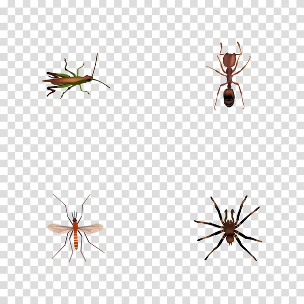 Reális Arachnid, akác, Emmet és egyéb vektoros elemek. Beállítása, rovarok reális szimbólumok is magában foglalja, hangya, Bug, szúnyog objektumok. — Stock Vector