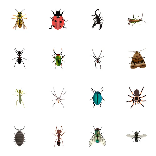Dor réaliste, Tarentule, Insecte et autres éléments vectoriels. Ensemble de symboles réalistes animaux comprend également Pismire, Arachnide, Objets toxiques . — Image vectorielle