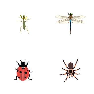 Gerçekçi Ladybird, çekirge, Tarantula ve diğer vektör öğeleri. Hayvan gerçekçi simgeler kümesi de içerir uğur böceği, böcek, uğur böceği nesneleri.