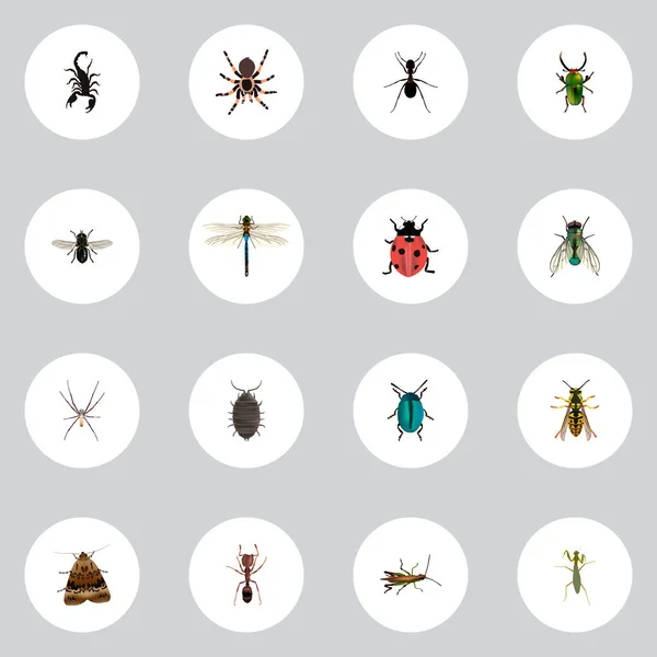 Реалистичные насекомые, тарантулы, бабочки и другие векторные элементы. Набор реалистичных символов насекомых также включает в себя стрекозу, зеленые, мерцающие объекты . — стоковый вектор