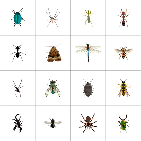 Realistyczne owadów, Spinner, motyl i inne elementy instancji Vector. Zestaw zwierzę realistyczne symboli zawiera także osy, owad, Sting obiektów. — Wektor stockowy