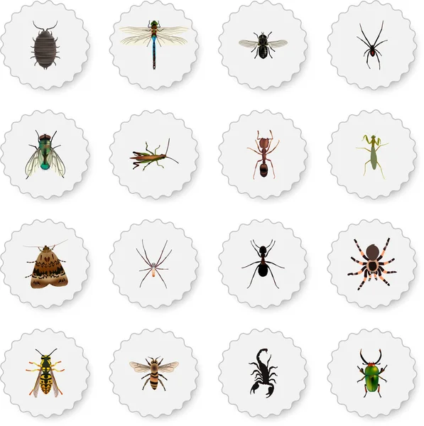 Fourmi réaliste, abeille, tarentule et autres éléments vectoriels. Ensemble de symboles réalistes animaux comprend également fourmi, Wisp, objets verts . — Image vectorielle