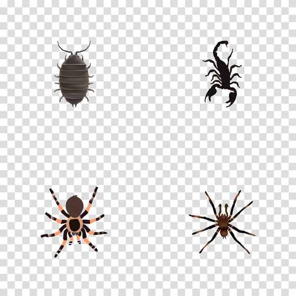 Realistic Poisonous, Tarantula, Arachnid And Other Vector Elements. Set Of Insect Realistic Symbols Also Includes Poisonous, Beetle, Arachnid Objects. — Stock Vector