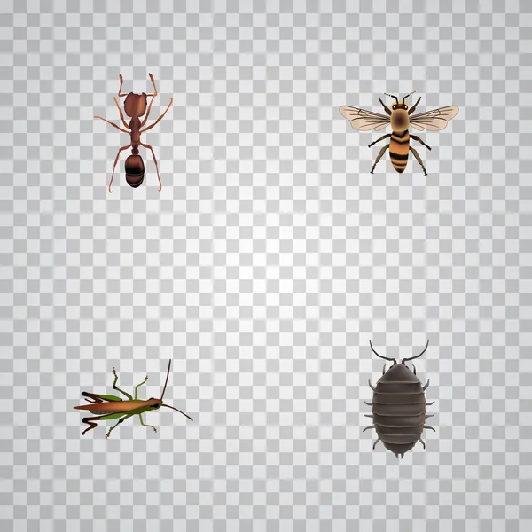 Emmet realista, Dor, Wisp y otros elementos vectoriales. Conjunto de símbolos realistas animales también incluye hormiga, avispa, objetos de escarabajo . — Archivo Imágenes Vectoriales