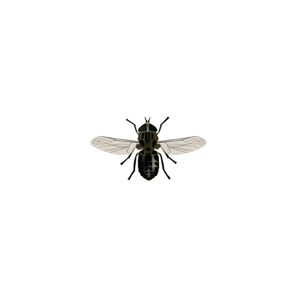 Elemento de mosca realista. Ilustração vetorial de Midge realista isolado em fundo limpo. Pode ser usado como símbolos Midge, Fly e Gnat . — Vetor de Stock