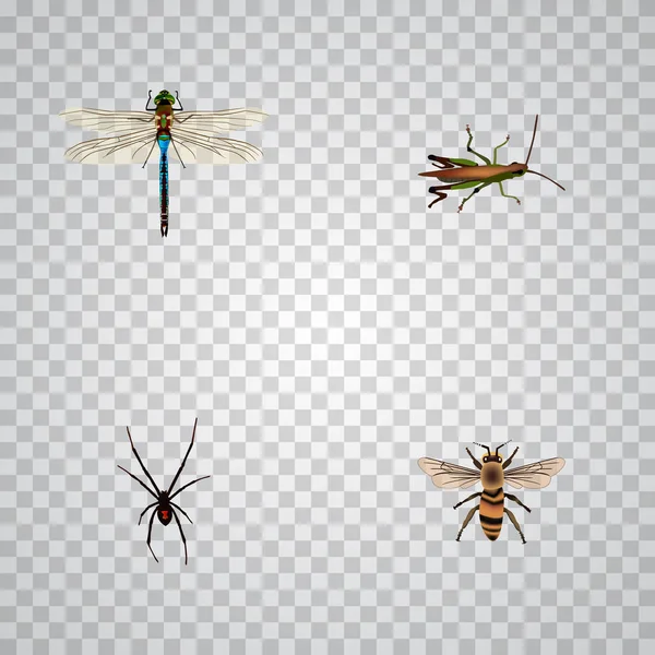 Реалистичные Damselfly, Spinner, Locust и другие векторные элементы. Набор реалистичных символов насекомых также включает в себя объекты жуков, мух, мух . — стоковый вектор
