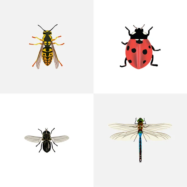 Damselfly realista, Ladybird, Midge y otros elementos vectoriales. Conjunto de símbolos realistas de insectos también incluye mariquita, midge, objetos Damselfly . — Vector de stock