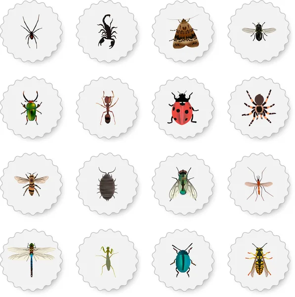 Midge réaliste, guêpe, insectes et autres éléments vectoriels. Ensemble de symboles réalistes de bug comprend également Midge, Pismire, objets de scarabée . — Image vectorielle