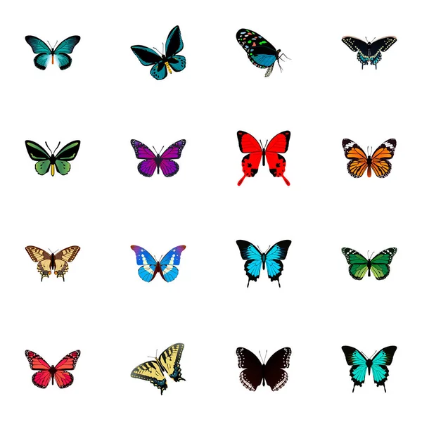 Realistic Morpho Hecuba, Copper, Demophoon And Other Vector Elements. Set Of Beauty Realistic Symbols Also Includes Fly, Pink, Black Objects. — Stock Vector