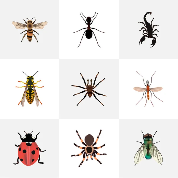Abelha realista, venenosa, nata e outros elementos vetoriais. Conjunto de símbolos realistas de insetos também inclui aracnídeos, vivos, objetos de formigas . — Vetor de Stock