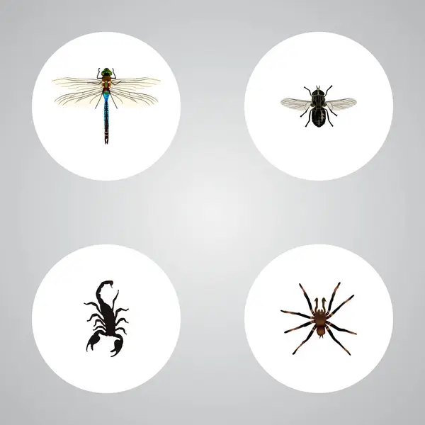 Midge réaliste, empoisonné, arachnide et autres éléments vectoriels. Ensemble de symboles réalistes de bug comprend également Gnat, Arachnid, objets de tarentule . — Image vectorielle