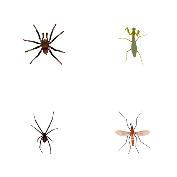 Realista Gnat, Grasshopper, Spinner y otros elementos vectoriales. Set de Símbolos Realistas de Insectos También Incluye Araña, Mantis, Objetos Gnat . — Archivo Imágenes Vectoriales