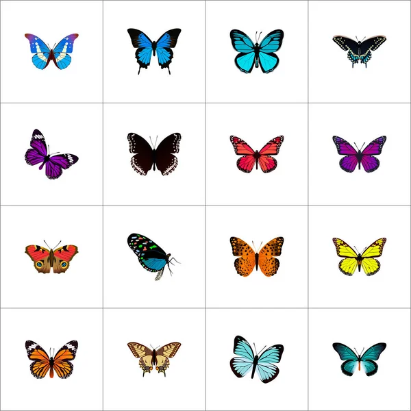 Realistiska monark, Spicebush, fjäril och andra Vector-element. Uppsättning av skönhet realistiska symboler ingår även rosa, fjäril, Peacock objekt. — Stock vektor