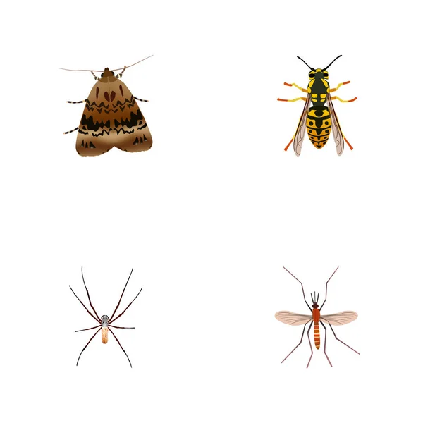 Realistische Butterfly, Gnat, Spider en andere vectorelementen. Set van Bug realistische symbolen bevat ook Wisp, vlinder, Spinner objecten. — Stockvector
