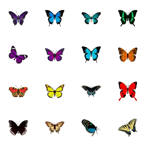 Gerçekçi Polyommatus Icarus, Sangaris, Pipevine ve diğer vektör öğeleri. Kelebek gerçekçi simgeler kümesi de tropikal, mor, kırmızı nesneleri içerir.