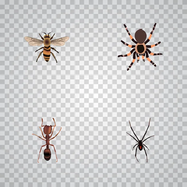 Realistische Spinner, Vogelspinnen, Wespen und andere Vektorelemente. Eine Reihe von insektenrealistischen Symbolen umfasst auch Spinnentiere, Vogelspinnen, Emmet-Objekte. — Stockvektor