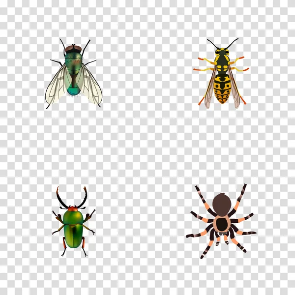 Insecte réaliste, mouche domestique, tarentule et autres éléments vectoriels. Ensemble de symboles réalistes Bug comprend également Arachnide, Bijou, Objets d'abeille . — Image vectorielle