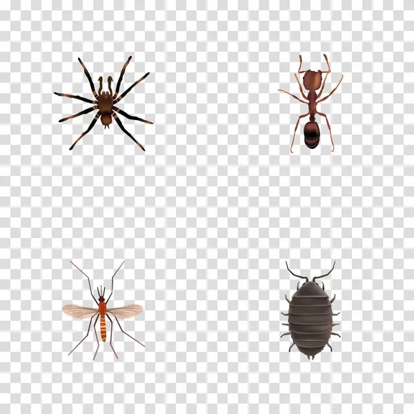 Reális Arachnid, Dor, Emmet és egyéb vektoros elemek. Bug reális szimbólumok is tartalmaz szúnyog, szúnyog, hangya tárgyak. — Stock Vector