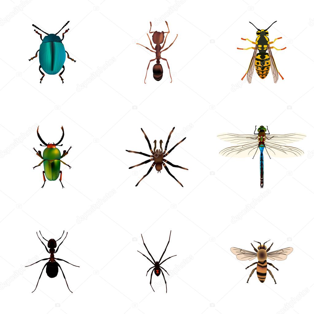 Realistic Arachnid, Bee, Insect And Other Vector Elements. Set Of Bug Realistic Symbols Also Includes Wisp, Bug, Green Objects.