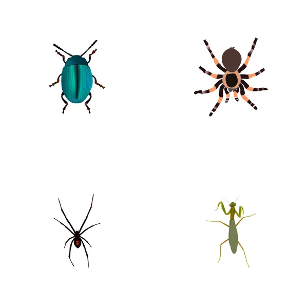 Bug réaliste, tarentule, sauterelle et autres éléments vectoriels. Ensemble de symboles réalistes d'insectes comprend également la sauterelle, bleu, objets de filature . — Image vectorielle