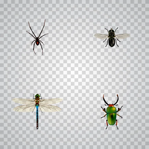 Spinner réaliste, Insecte, Midge et autres éléments vectoriels. Ensemble de symboles réalistes de bug comprend également Midge, scarabée, objets Gnat . — Image vectorielle