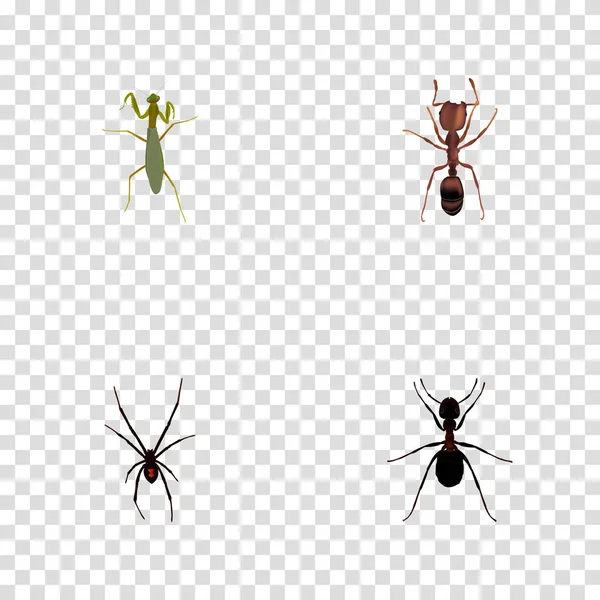 Grasshopper realista, formiga, Emmet e outros elementos vetoriais. Conjunto de símbolos realistas de insetos também inclui gafanhotos, aracnídeos, objetos de Mantis . — Vetor de Stock
