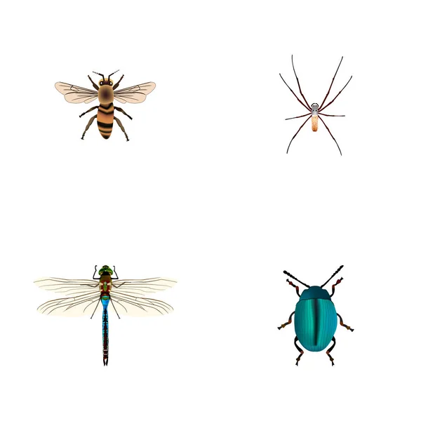 Bug réaliste, Damselfly, Spider et autres éléments vectoriels. Ensemble de symboles réalistes Bug comprend également Housefly, Bug, Spider Objects . — Image vectorielle