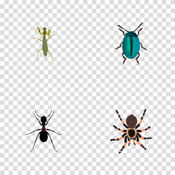 Bug realista, formiga, tarântula e outros elementos vetoriais. Conjunto de símbolos realistas de bugs também inclui pismire, azul, objetos de tarântula . — Vetor de Stock