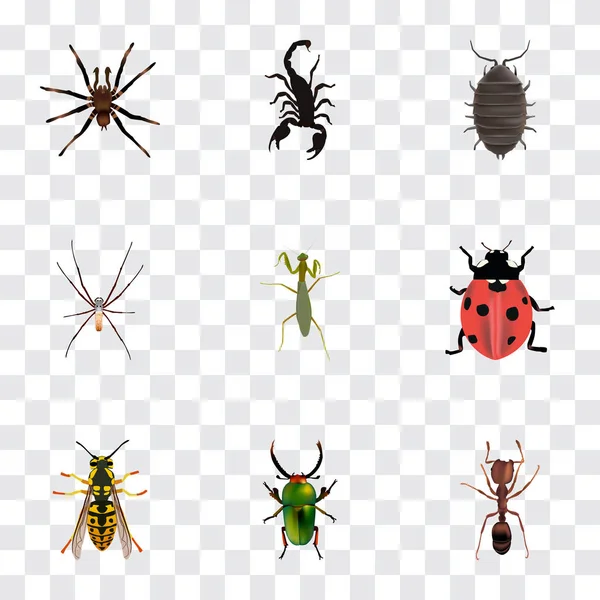 Arachnide réaliste, empoisonné, coccinelle et autres éléments vectoriels. Ensemble de symboles réalistes d'insectes comprend également la manante, l'araignée, les objets de tarentule . — Image vectorielle