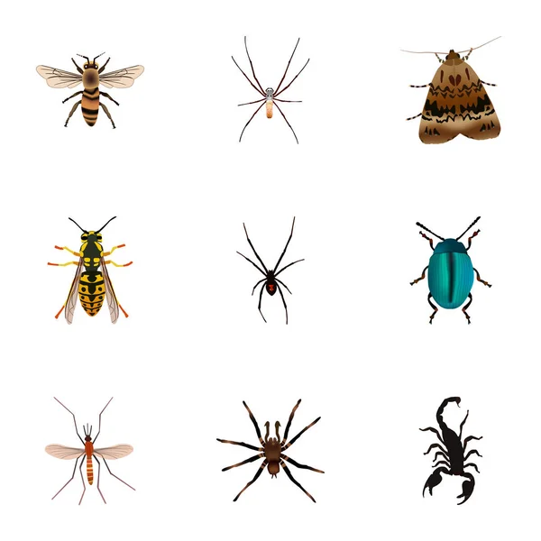 Reális Arachnid, mérgező, a méh és a vektoros elemeivel. Beállítása, rovarok reális szimbólumok is magában foglalja, pók, tárcsa, Housefly objektumok. — Stock Vector