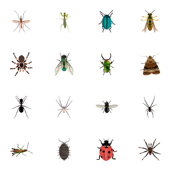 Tarântula realista, formiga, gafanhoto e outros elementos vetoriais. Conjunto de símbolos realistas de insetos também inclui Emmet, Pismire, Objetos de insetos . — Vetor de Stock