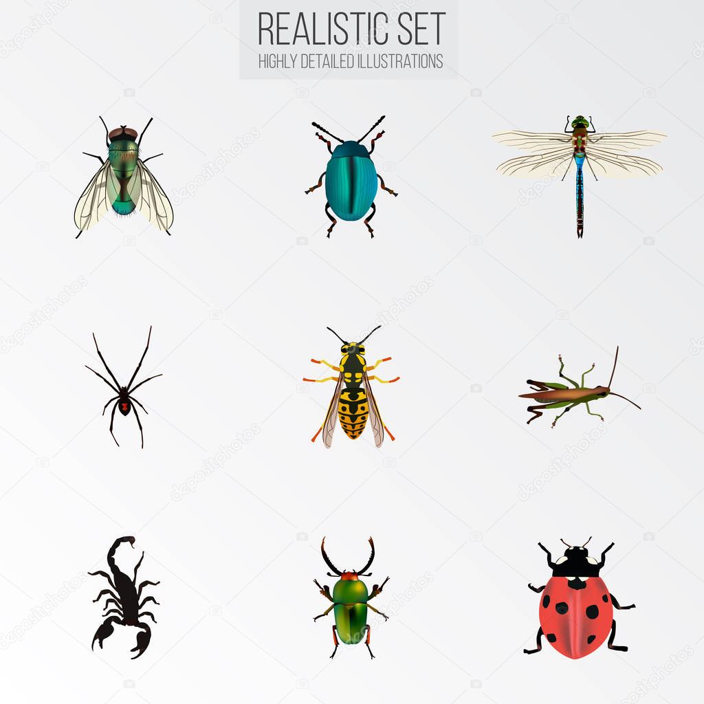 Realistic Spinner, Insect, Poisonous And Other Vector Elements. Set Of Bug Realistic Symbols Also Includes Scorpion, Green, Ladybird Objects.