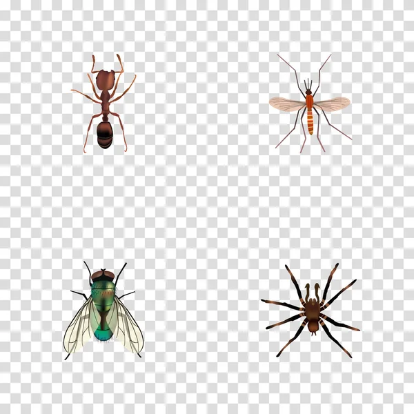 Realistic Emmet, Housefly, Arachnid and Other Vector Elements (en inglés). El sistema de símbolos realistas del insecto también incluye la hormiga, el mosquito, los objetos caseros . — Archivo Imágenes Vectoriales