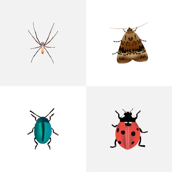 Joaninha realista, Aranha, Bug e outros elementos vetoriais. Conjunto de símbolos realistas de insetos também inclui aracnídeos, insetos, objetos joaninhas . —  Vetores de Stock