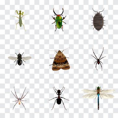 Gerçekçi Dor, kızböcekleri, böcek ve diğer vektör öğeleri. Hata gerçekçi simgeler kümesi de içerir tatarcık, böcek, karınca nesneleri.