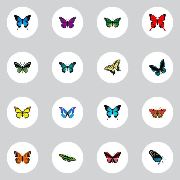 Realistische Kontrollpunkte, Archipel, Vogelflügel und andere Vektorelemente. Set von Schmetterling realistischen Symbolen enthält auch Morpho, American, Schmetterling Objekte. — Stockvektor