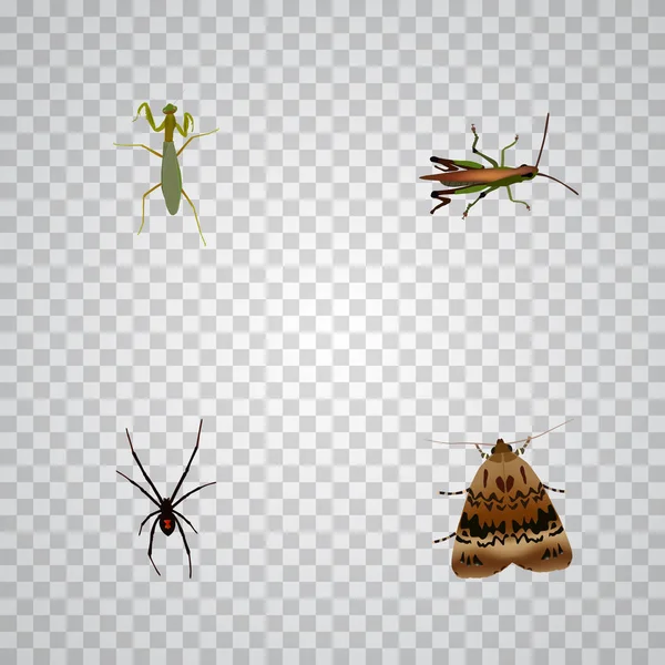 Reális szöcske, pillangó, akác és egyéb vektoros elemek. Rovar reális szimbólumok is tartalmaz rovar, Arachnid, pillangó objektumok. — Stock Vector