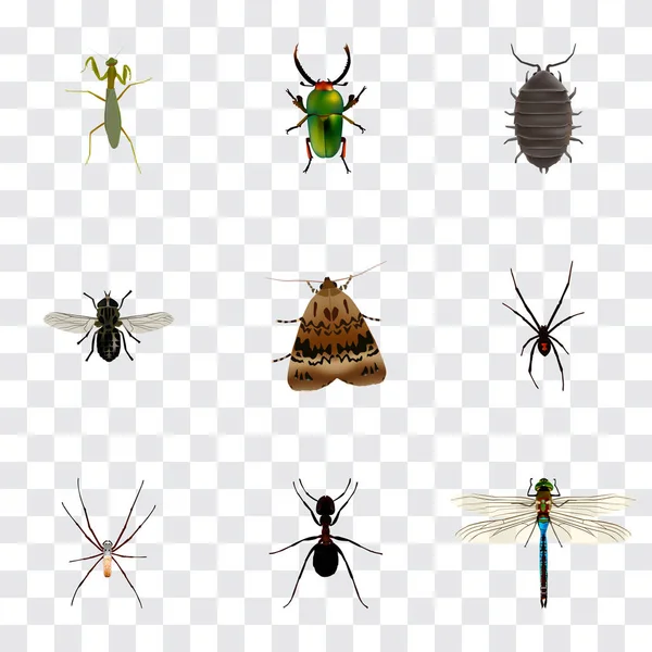 Реалістичний Дор, Рівнокрилі бабки, комах та інших елементів векторного. Набір помилка реалістичні символи також включає в себе Gnat, Комаха, мураха об'єктів. — стоковий вектор