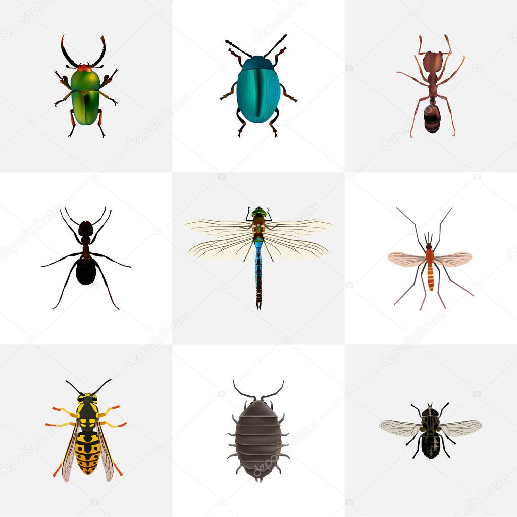 Realistic Emmet, Bee, Bug And Other Vector Elements. Set Of Bug Realistic Symbols Also Includes Sting, Alive, Dragonfly Objects.
