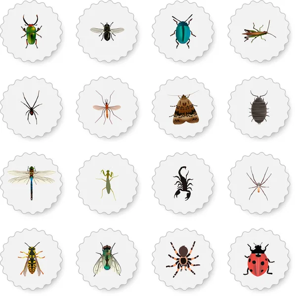 Coccinelle réaliste, Bug, Dor et autres éléments vectoriels. Ensemble de symboles réalistes d'insectes comprend également abeille, mouche domestique, objets de piqûre . — Image vectorielle