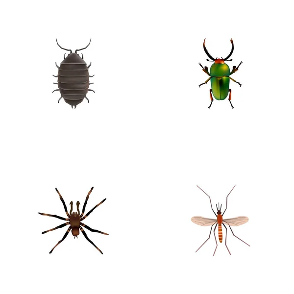 Gnat réaliste, Arachnid, Dor et autres éléments vectoriels. Ensemble de symboles réalistes Bug comprend également Bug, Insecte, objets Dor . — Image vectorielle