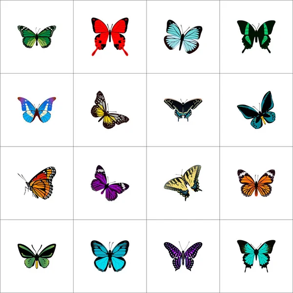 Realistic Milkweed, Checkerspot, Bluewing And Other Vector Elements. Set Of Moth Realistic Symbols Also Includes Beautiful, Bluewing, Yellow Objects. — Stock Vector