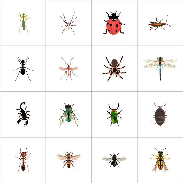 Set di simboli realistici bug con pungiglione, bug, formica e altre icone per il tuo design del logo dell'app mobile web . — Vettoriale Stock